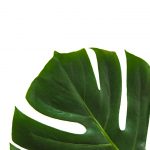 Tropical plant representing Laughingbird Software’s brand