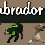 Labrador