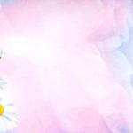 Bakgd daisies on pink