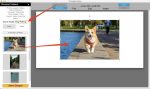 Dog_Walking_Social_Media_Example
