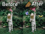 butterfly3