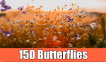 butterflyadd
