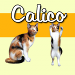 calicoFeatured