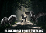 blackhorseadd