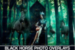 blackhorseadd