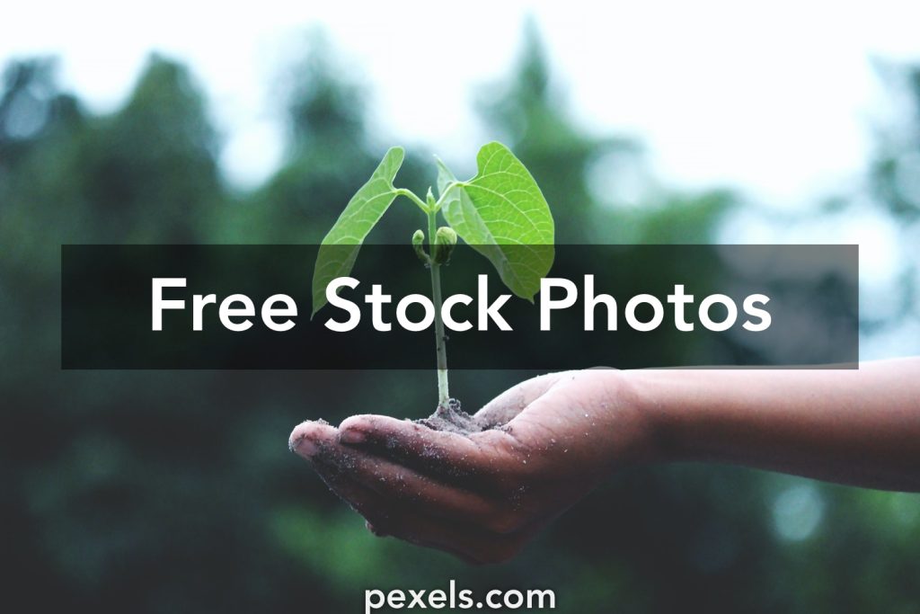 Pexels Free Stock Photos