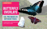 Butterfly PNG Graphics